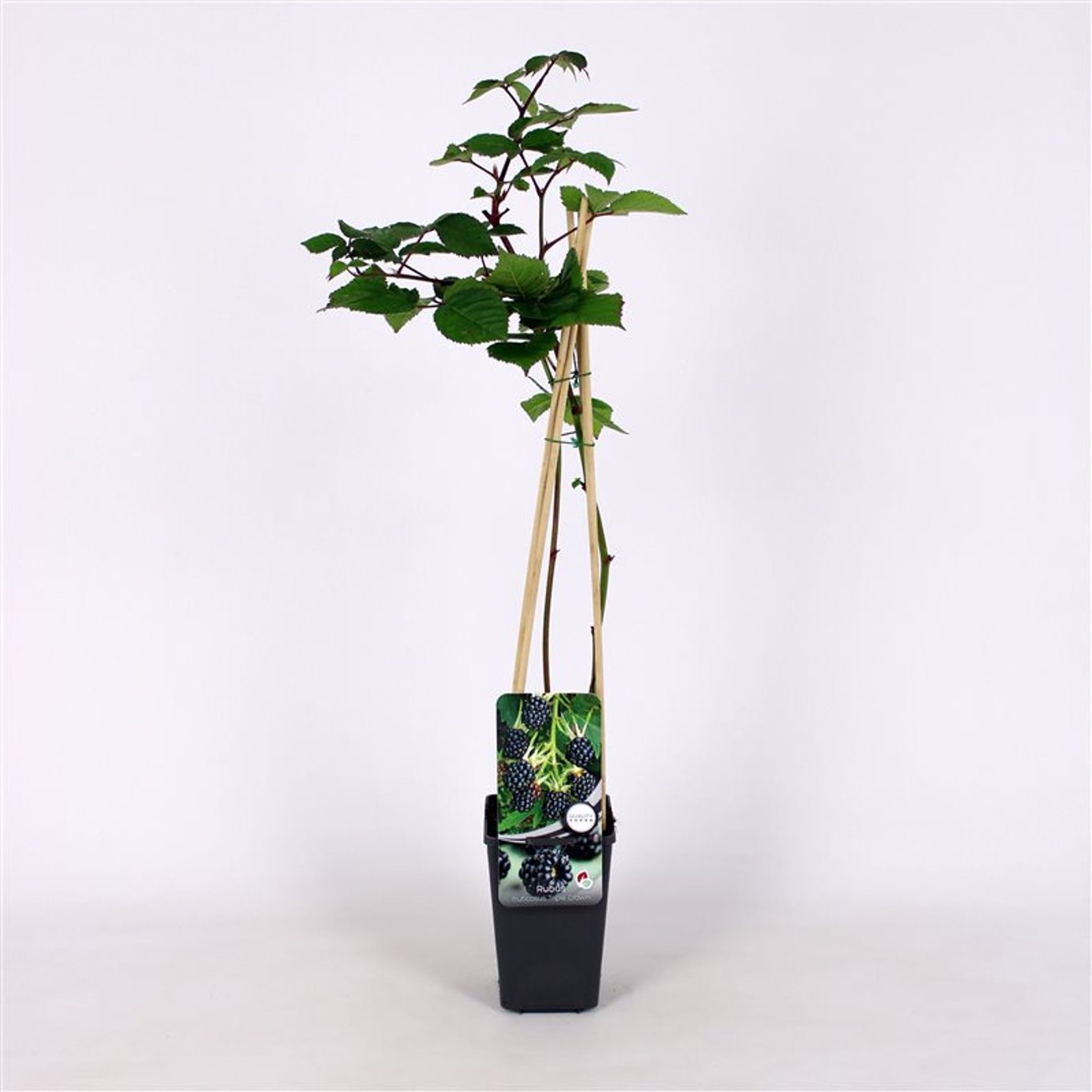 Rubus f. 'Triple Crown' - C2 70/+ CM